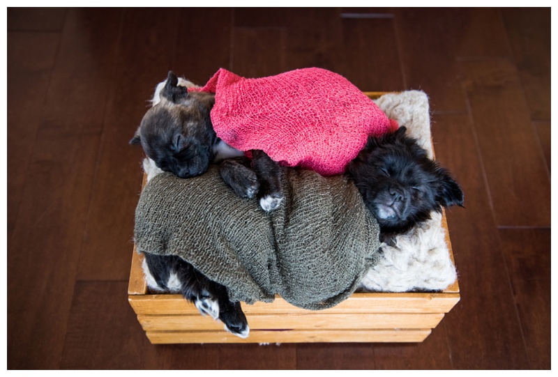 Newborn Puppy Photographer Calgary 