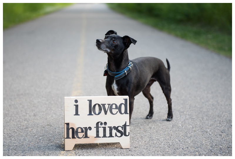 Dog in Engagement Photos Calgary