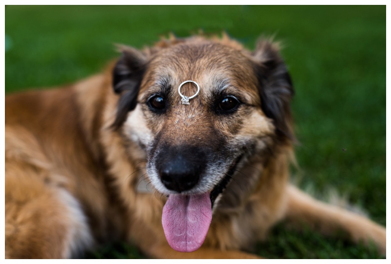 Dog Engagement Photos