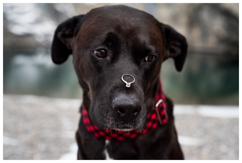 Dog In Engagement Photos - Canmore Alberta