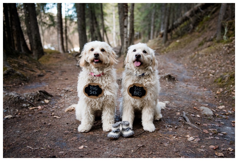 5 Tips For Including Your Dog In Your Maternity Session