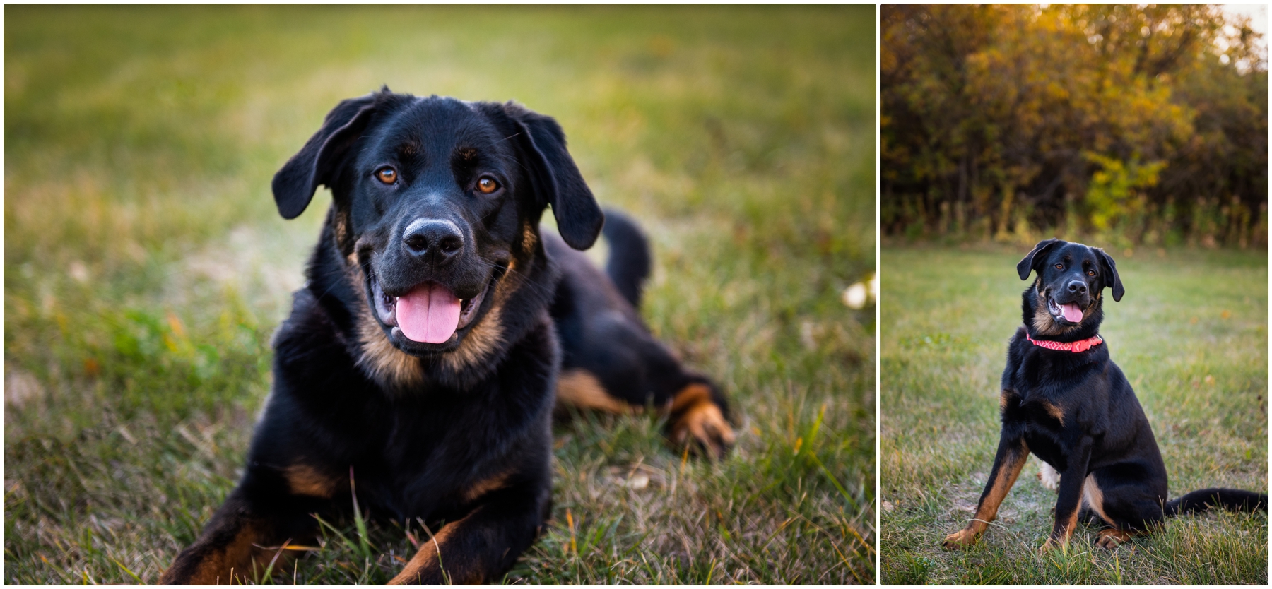 Fall Springbank Family Photos