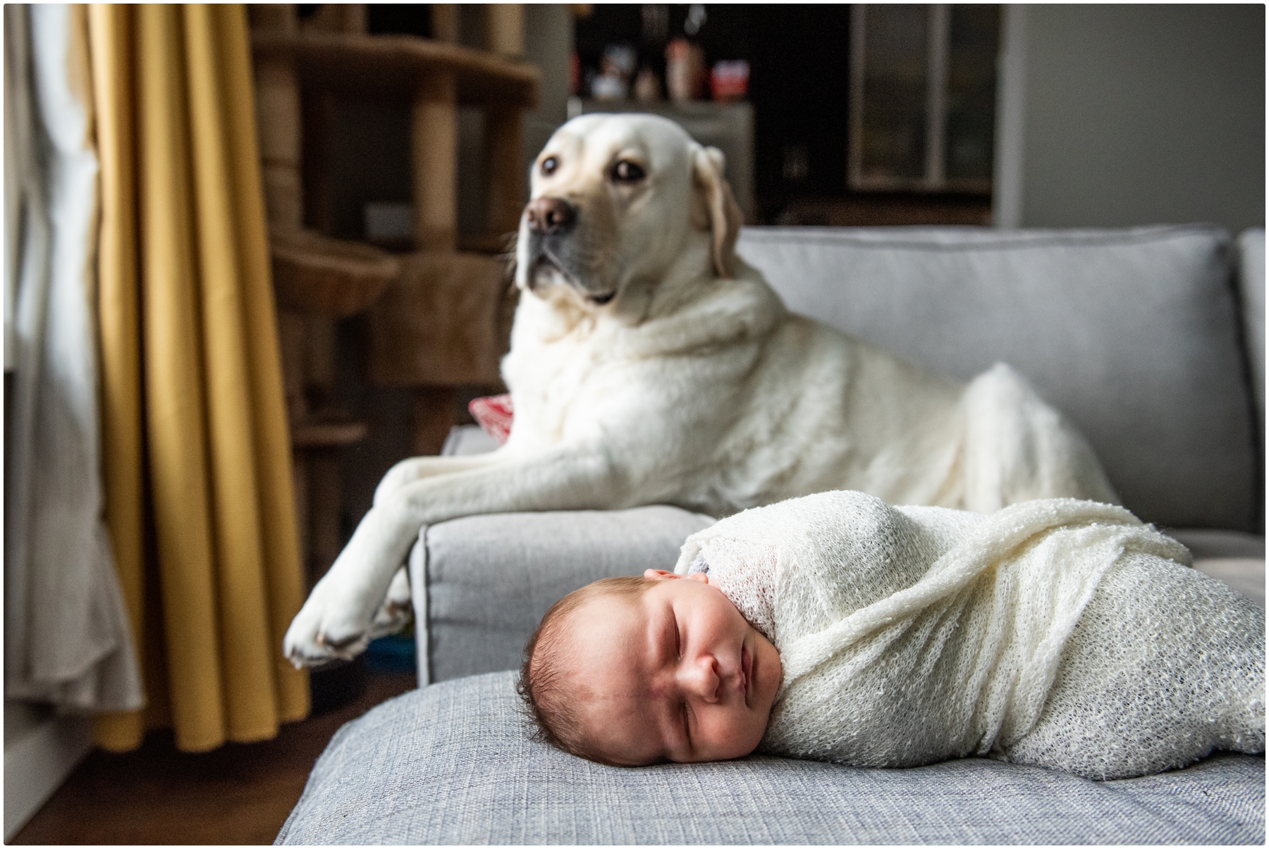 Calgary Dog Friendly Newborn Photographer