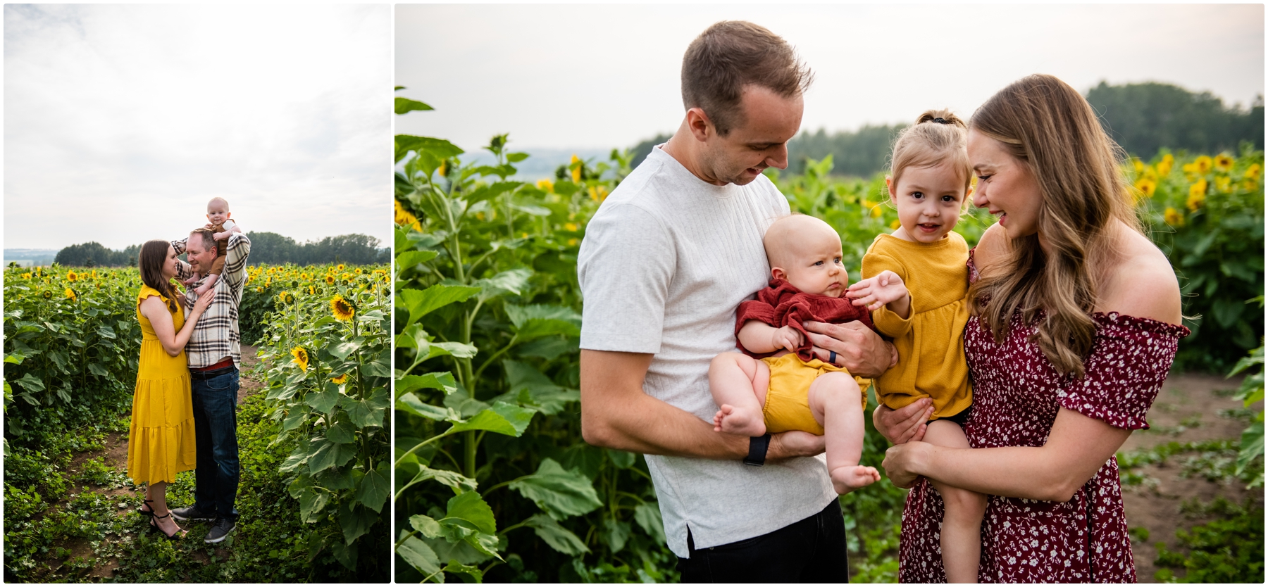 Calgary Sunflower Family Photographer