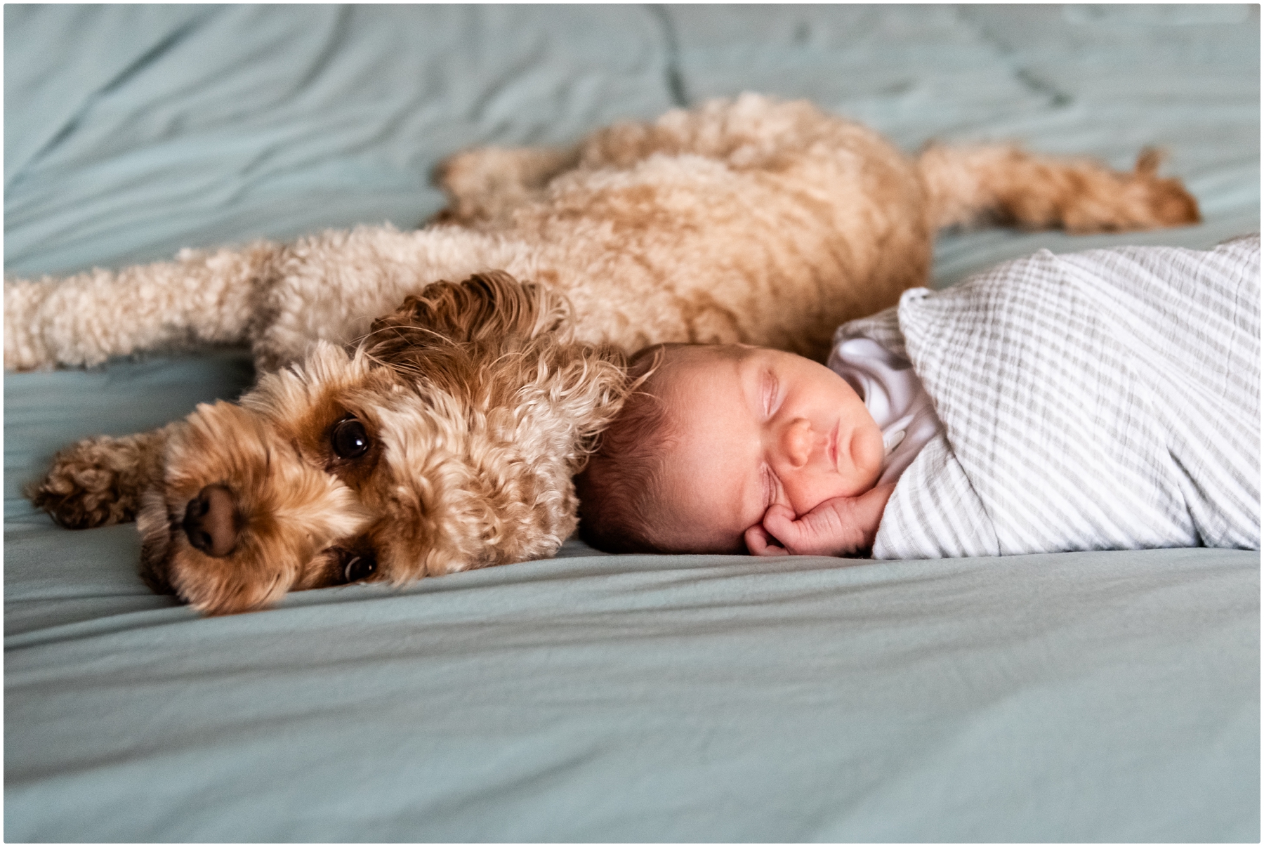 Calgary In Home Newborn Photos With Dog