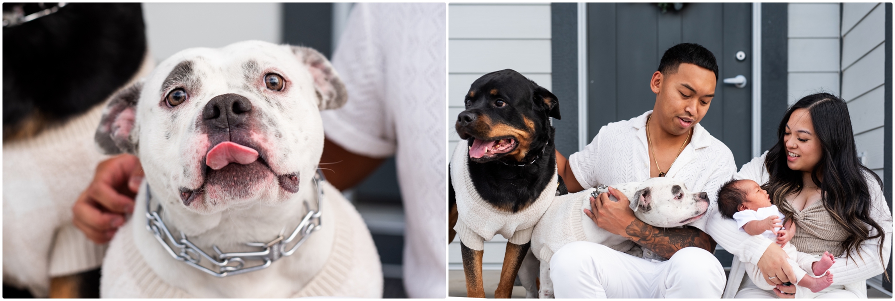 Calgary Lifestyle Newborn Photos With Pets